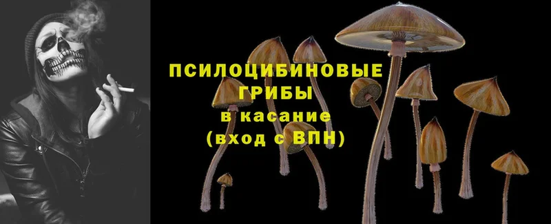 цена   Вологда  Псилоцибиновые грибы Cubensis 